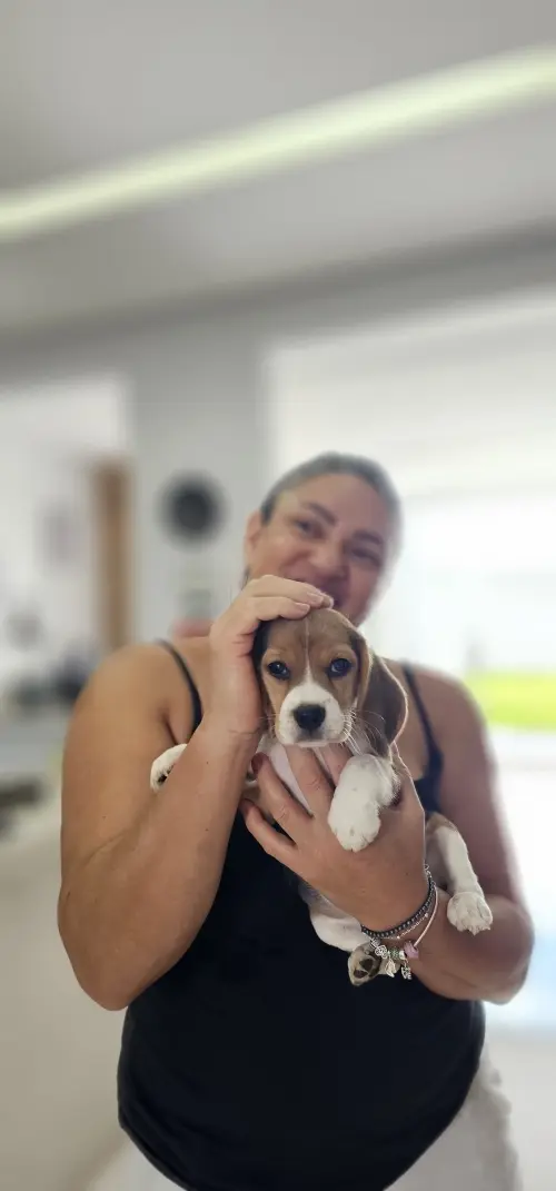 Gangue dos Beagles Pedrita que agora se chama Lunna.
Proprietário Ednilson
Ponte Alta Norte Gama - DF