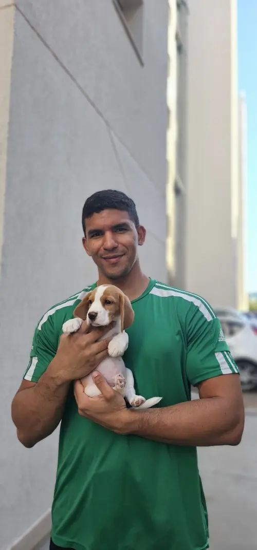 Gangue dos Beagles Marley
Proprietária André
Noroeste - DF