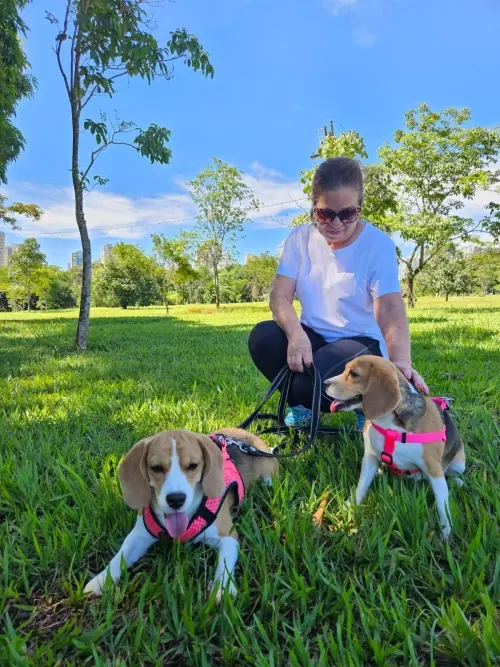 Gangue dos Beagles Índia e Gangue dos Beagles Charlotte 
Proprietária Dona Helena 
Águas Claras- DF